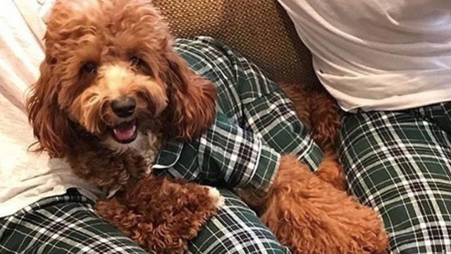 Just in time for the holidays -- matching dog and owner PJs