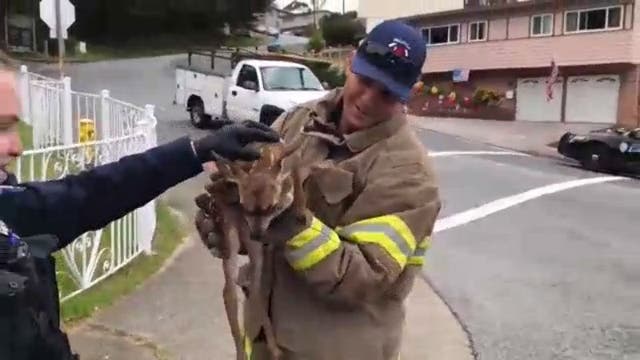 'Fawn-tastic!' Pacifica crews rescue baby deer from storm drain