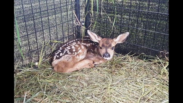 Farmer delivers fawn via emergency cesarean