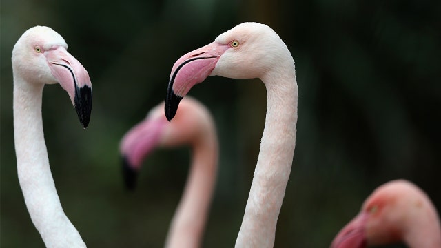Illinois zoo forced to euthanize flamingo after child throws rock into enclosure
