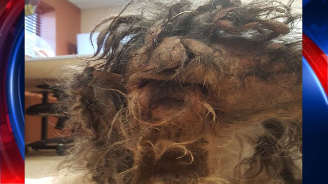 Dog rescued near Detroit City Airport 'unrecognizable'