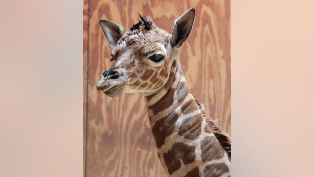 Giraffe born at the San Francisco Zoo