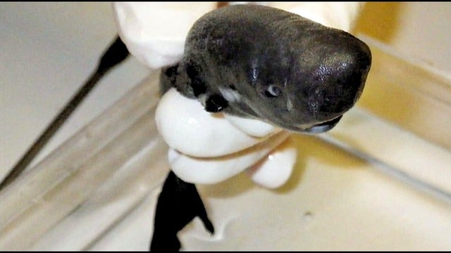 Scientists identify new species of sharks that glow in the dark