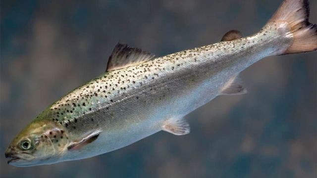US eyes increased pumping from biggest federal water project