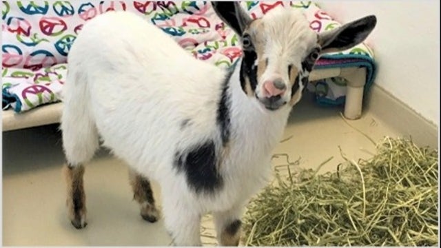 Shelter officials locate owner of goat found wandering in Newark