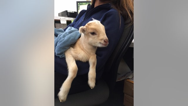 Lost baby goat found in Fremont