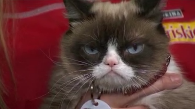 Remembering Grumpy Cat