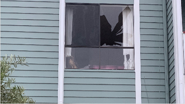 Red-tailed hawk crashes through Half Moon Bay apartment window