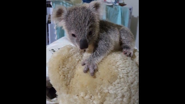 Tiny koala rescued in Australia after fall from tree