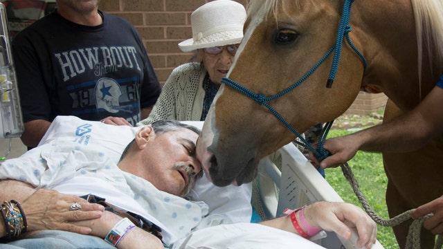 Dying Vietnam vet asks for final meeting with beloved horses outside hospital