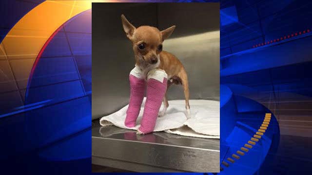 Injured Chihuahua pup found abandoned in Santa Rosa Dumpster
