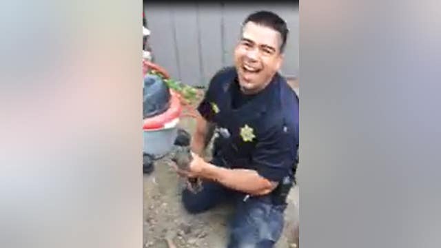 Shop vac used to rescue kitten in drain pipe