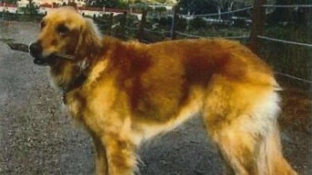 San Francisco man arrested, charged with felony grand theft for stealing golden retriever