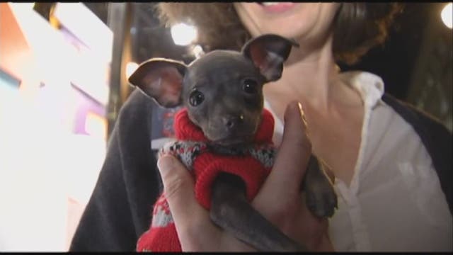 Macy's partners with SF SPCA for 29th annual 'Holiday Windows' pet display