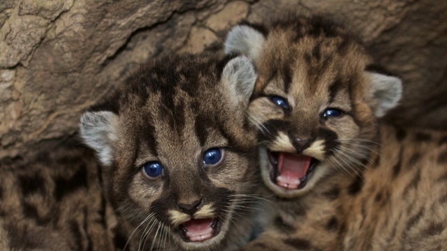 Midpen open space district drops mountain lion control plans