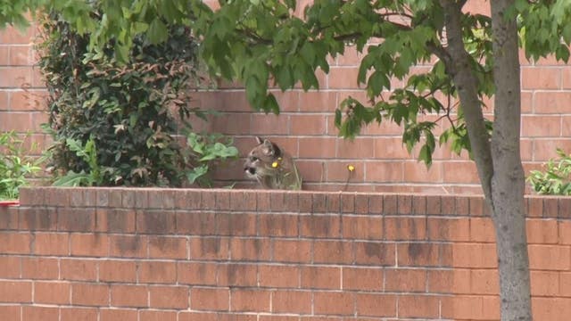 Mountain lion captured in Santa Rosa shopping area