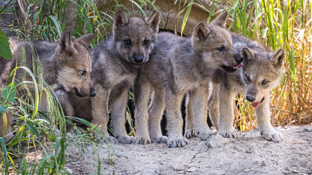 First photos: Gray wolf pups reach 6 week milestone at Oakland Zoo