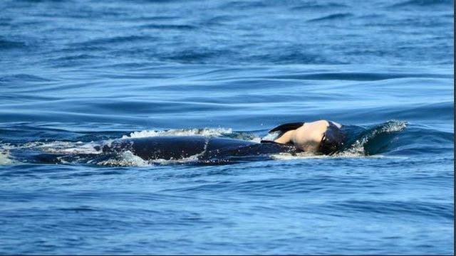 Mother orca grieves loss of newborn, carries body for almost a week