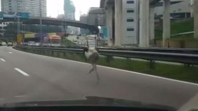VIDEO: Ostrich makes a run for it