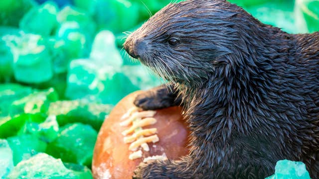 'Otter Bowl' at the Monterey Bay Aquarium