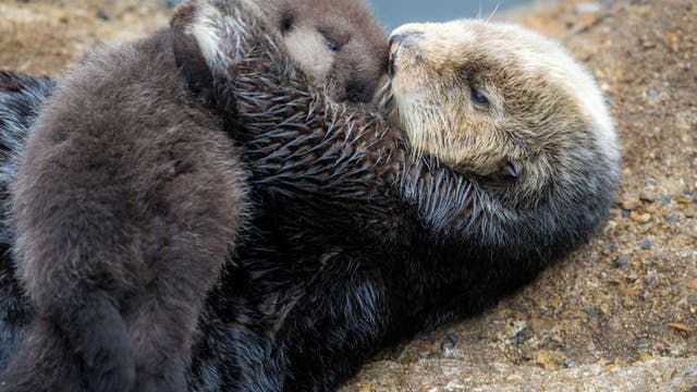 Wild sea otter, pup make more appearances in Monterey