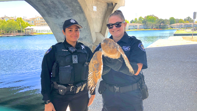 Sick owl rescued from under Foster City bridge