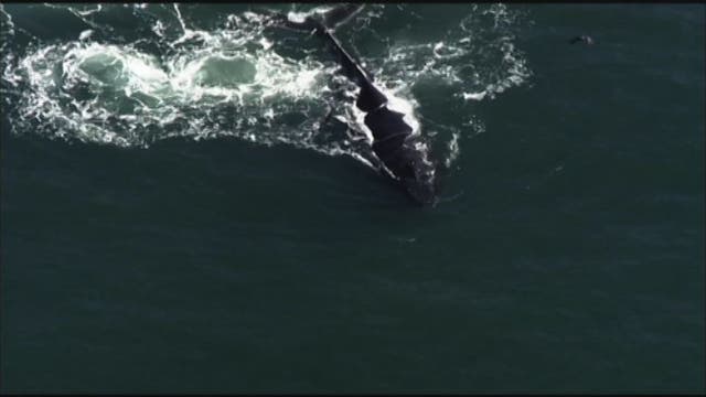 3 Whales spotted off Pacifica coast