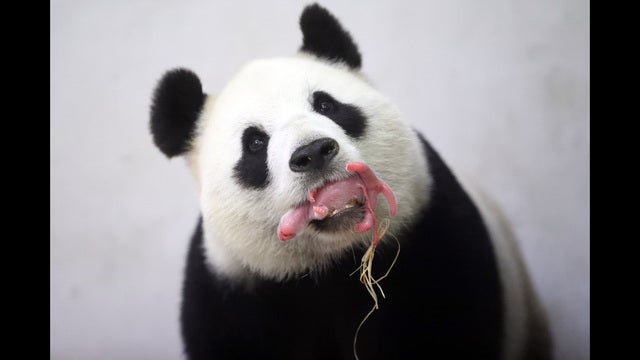 Panda born in Belgium's zoo