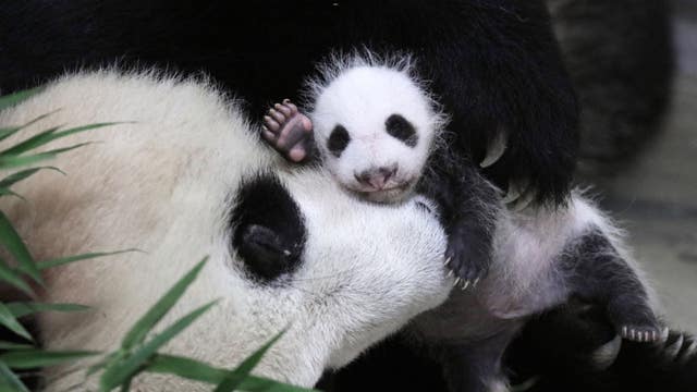 1-month-old panda cub pictured with mom
