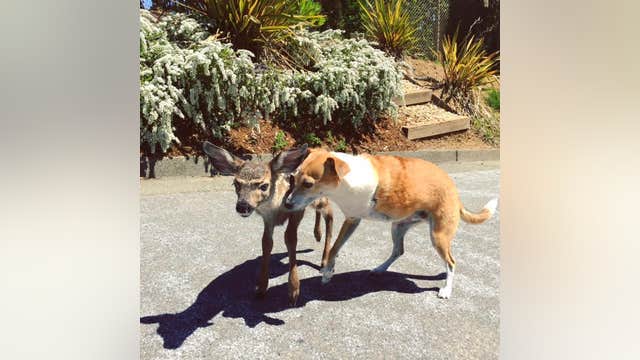 Baby deer joins a Bay Area couple and their dog during a spring stroll