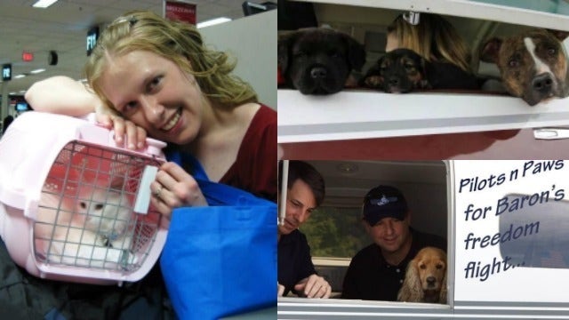 'Pilots N Paws' flyway rescues 300 animals from 'kill shelters'