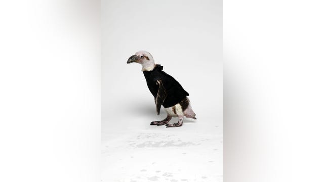 Beloved San Francisco penguin dies