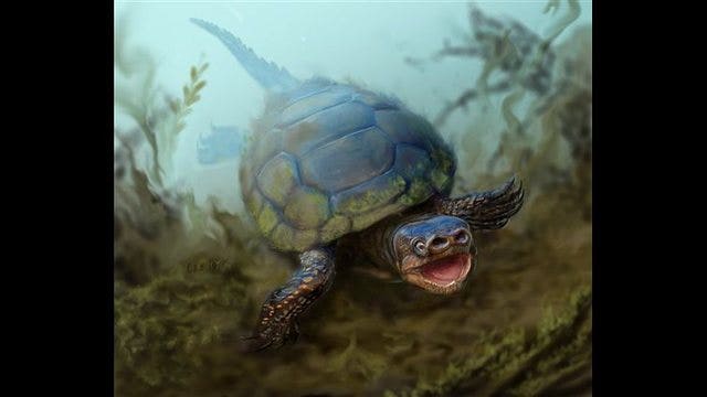 Pig-snouted turtle from dinosaur era discovered in Utah
