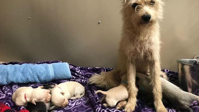 Slice of 'stolen' pizza leads to discovery of adorable stray puppies in East Palo Alto