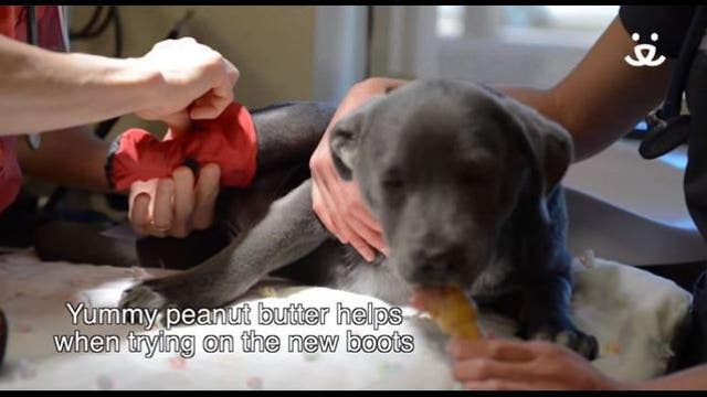 Puppy without back feet gets special boots