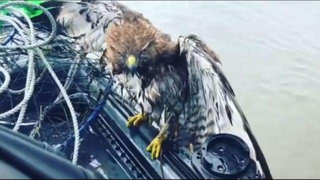 Kayakers rescue hawk drowning in Tomales Bay