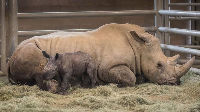 After 493-day pregnancy, baby rhinoceros conceived artificially born at California zoo
