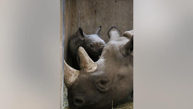 Rhino calf born at zoo in Iowa