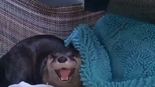 VIDEO: River otter has a hard time getting up in the morning