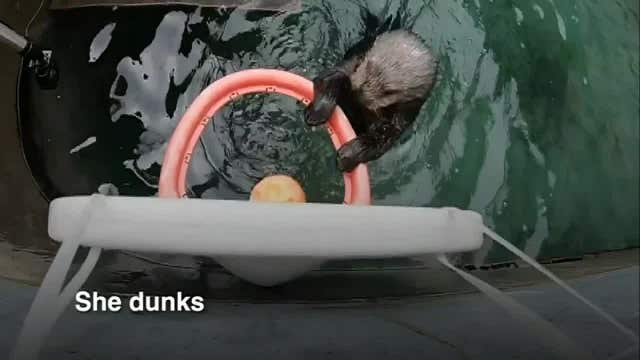 Sea otter makes waves with her basketball skills