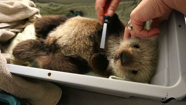 Abandoned sea otter pup rescued in Washington State