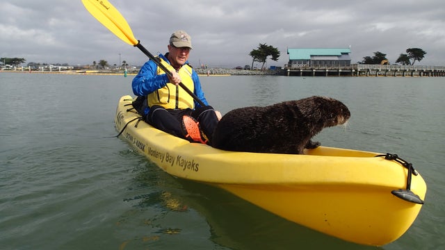 Sea otter jumps into kayak in Elkhorn Slough