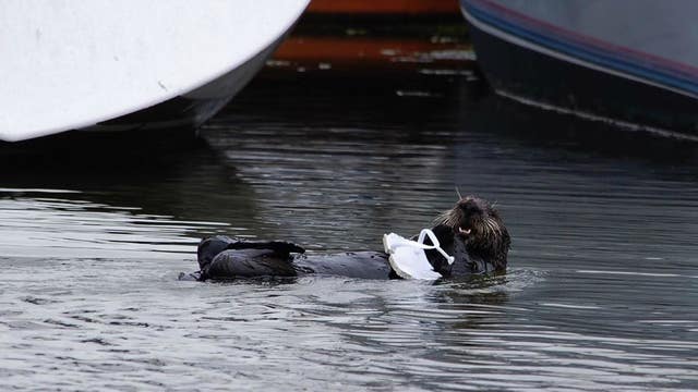 Moss Landing sea otter swimming with trash could cause deadly consequences