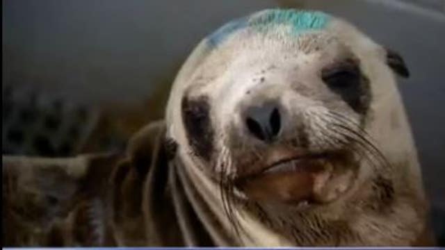 Algae ruining crab season may be causing brain damage in sea lions