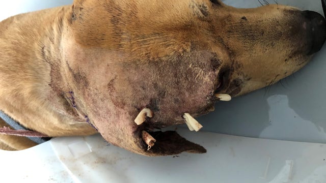 Family of dog mauled at Walnut Creek kennel searches for answers