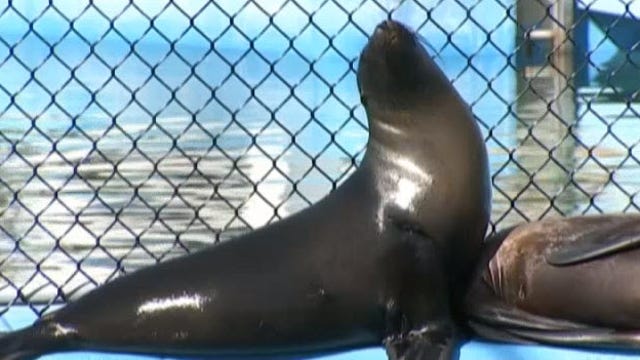 Sea lion survives shark attack