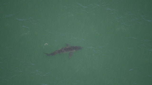 Sharks spotted near Cement Ship along Santa Cruz County Coast