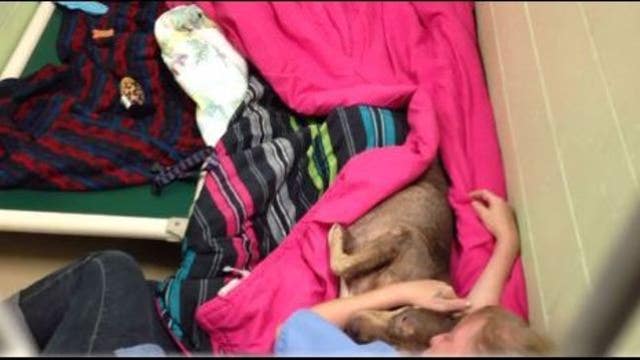 Shelter worker comforts neglected dog