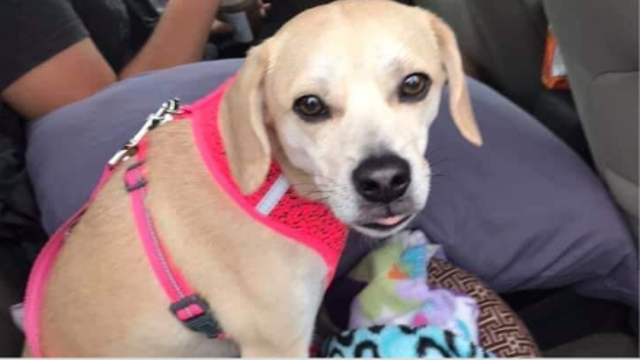 Mom pleads for return of support dog stolen from son with autism in Stockton