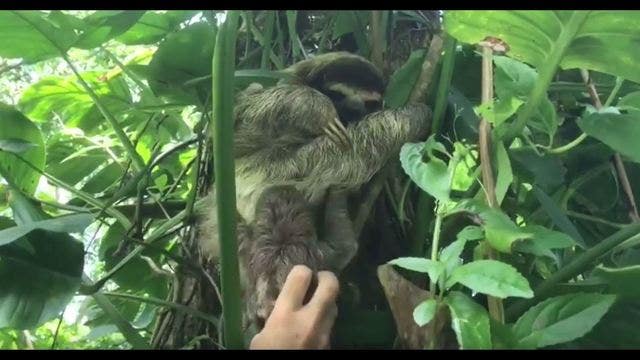 Rescuers reunite baby sloth with mother by using distress cries